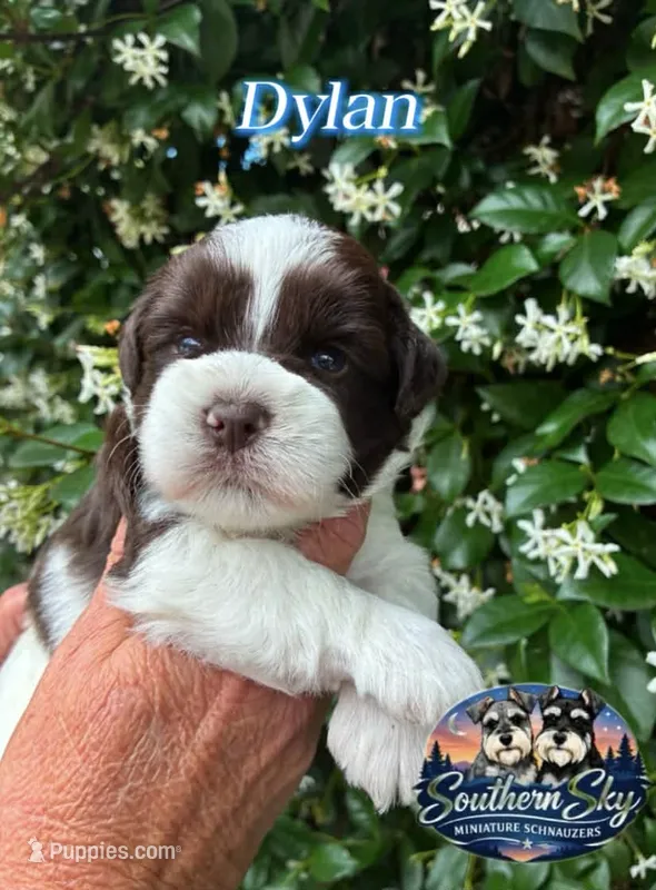AKC DYLAN 💙 – Miniature Schnauzer puppy for sale in Sylvania, GA