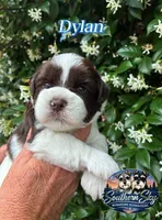 AKC DYLAN 💙, a male Miniature Schnauzer for sale in Sylvania, GA – 1 of 7