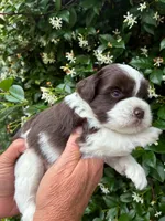 AKC DYLAN 💙, a male Miniature Schnauzer for sale in Sylvania, GA – 7 of 7