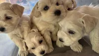 AKC Dory💖, a female Miniature Schnauzer for sale in Sylvania, GA – 2 of 2