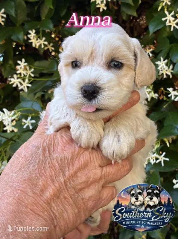 AKC ANNA💖 – Miniature Schnauzer puppy for sale in Sylvania, GA