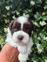 AKC DYLAN 💙, a male Miniature Schnauzer for sale in Sylvania, GA – 3 of 7