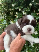 AKC DYLAN 💙, a male Miniature Schnauzer for sale in Sylvania, GA – 6 of 7