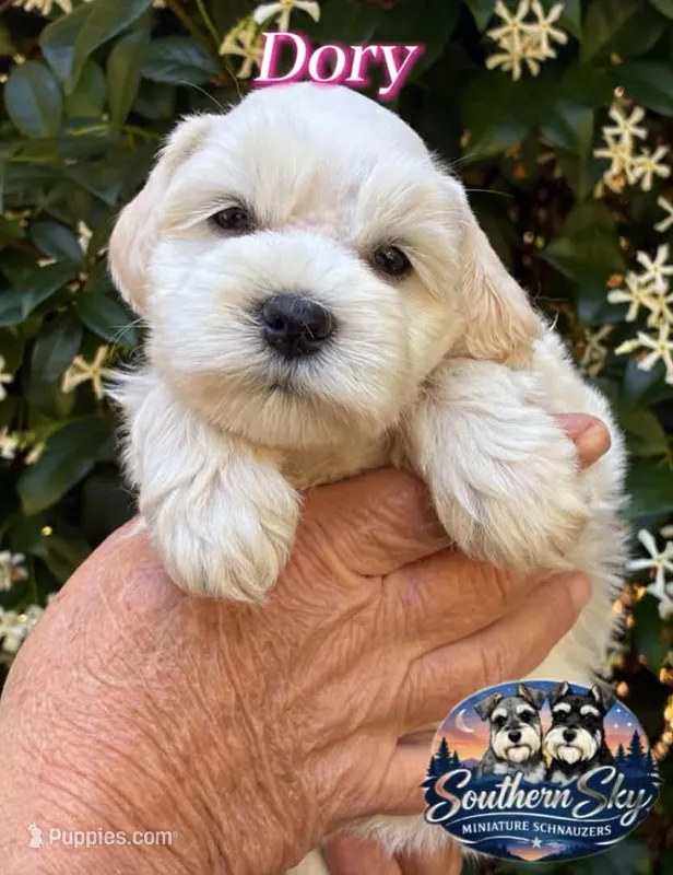 AKC Dory💖 – Miniature Schnauzer puppy for sale in Sylvania, GA