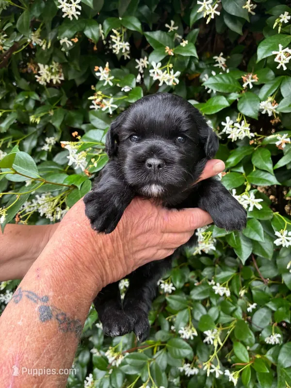 AKC HOLLY💖 – Miniature Schnauzer puppy for sale in Sylvania, GA