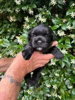 AKC HOLLY💖, a female Miniature Schnauzer for sale in Sylvania, GA – 1 of 2