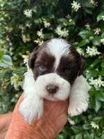 AKC DYLAN 💙, a male Miniature Schnauzer for sale in Sylvania, GA – 2 of 7