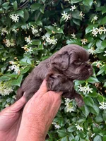 AKC HANNA 💖, a female Miniature Schnauzer for sale in Sylvania, GA – 3 of 4