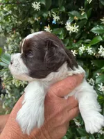 AKC DYLAN 💙, a male Miniature Schnauzer for sale in Sylvania, GA – 5 of 7