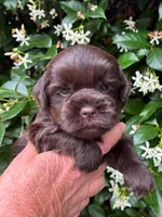 AKC HANNA 💖, a female Miniature Schnauzer for sale in Sylvania, GA – 1 of 4