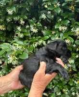 AKC HOLLY💖, a female Miniature Schnauzer for sale in Sylvania, GA – 2 of 2