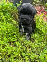 AKC VIVIENNE💖, a female Miniature Schnauzer for sale in Sylvania, GA – 2 of 2