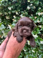 AKC HANNA 💖, a female Miniature Schnauzer for sale in Sylvania, GA – 4 of 4