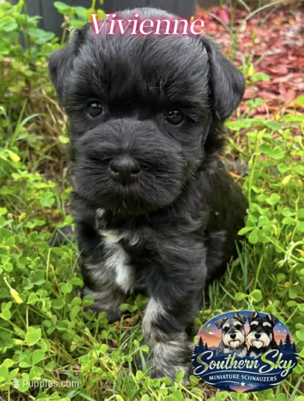AKC VIVIENNE💖 – Miniature Schnauzer puppy for sale in Sylvania, GA