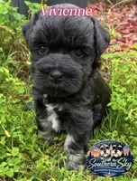 AKC VIVIENNE💖, a female Miniature Schnauzer for sale in Sylvania, GA – 1 of 2