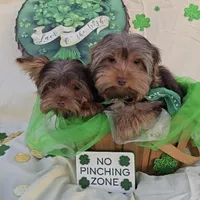 Chocolate Teacup Yorkie , a male Yorkshire Terrier for sale in Rockwall, TX – Photo 4 of 6