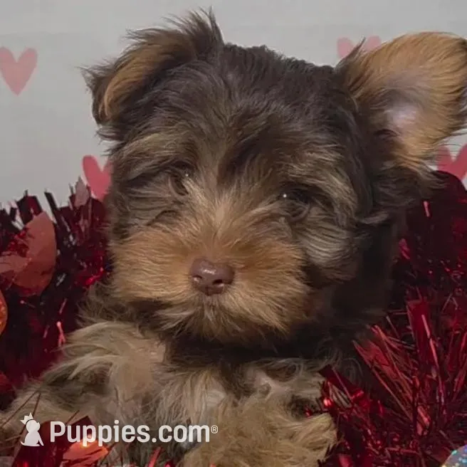 Chocolate Teacup Yorkies *Males, a male Yorkshire Terrier for sale in Rockwall, TX – Photo 4 of 5