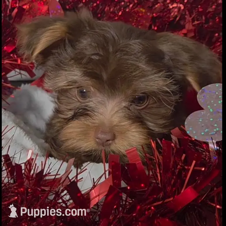 Chocolate Teacup Yorkies *Males, a male Yorkshire Terrier for sale in Rockwall, TX – Photo 5 of 5
