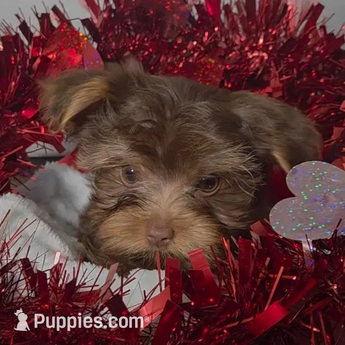 Chocolate Teacup Yorkies *Males, a male Yorkshire Terrier for sale in Rockwall, TX – Photo 3 of 5