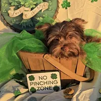 Chocolate Teacup Yorkie , a male Yorkshire Terrier for sale in Rockwall, TX – Photo 6 of 6