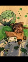 Chocolate Teacup Yorkie , a male Yorkshire Terrier for sale in Rockwall, TX – Photo 6 of 6