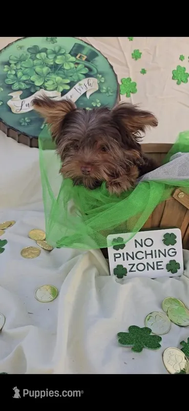Chocolate Teacup Yorkie 