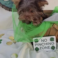 Chocolate Teacup Yorkie , a male Yorkshire Terrier for sale in Rockwall, TX – Photo 1 of 6