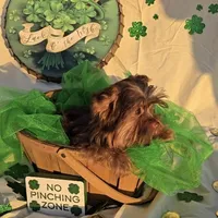 Chocolate Teacup Yorkie , a male Yorkshire Terrier for sale in Rockwall, TX – Photo 5 of 6