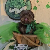 Chocolate Teacup Yorkie , a male Yorkshire Terrier for sale in Rockwall, TX – Photo 3 of 6