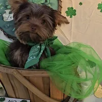 Chocolate Teacup Yorkie , a male Yorkshire Terrier for sale in Rockwall, TX – Photo 2 of 6