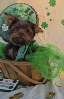 Chocolate Teacup Yorkie , a male Yorkshire Terrier for sale in Rockwall, TX – Photo 2 of 6