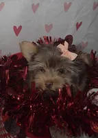 Chocolate TeaCup Yorkies * Females, a female Yorkshire Terrier for sale in Rockwall, TX – Photo 4 of 4