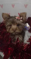 Chocolate TeaCup Yorkies * Females, a female Yorkshire Terrier for sale in Rockwall, TX – Photo 2 of 4