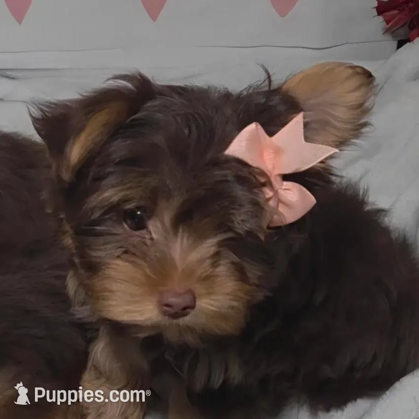 Chocolate TeaCup Yorkies * Female, a female Yorkshire Terrier for sale in Rockwall, TX – Photo 1 of 2