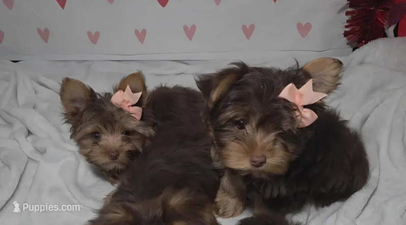 Chocolate TeaCup Yorkies * Females