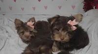 Chocolate TeaCup Yorkies * Females, a female Yorkshire Terrier for sale in Rockwall, TX – Photo 1 of 4