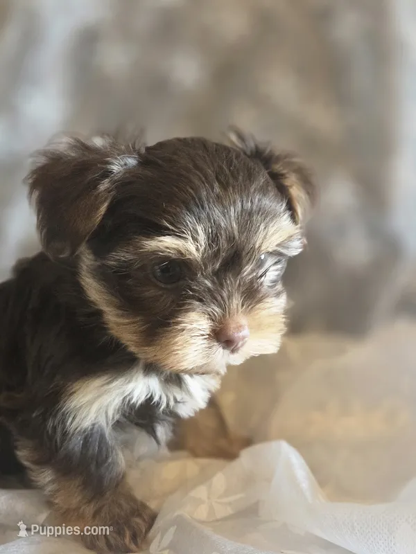 Big Girl – Yorkshire Terrier puppy for sale in Rockwall, TX