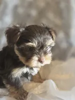 Big Girl, a female Yorkshire Terrier for sale in Rockwall, TX – 1 of 5