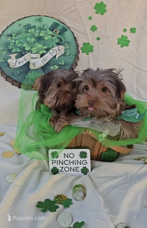 Chocolate Teacup Yorkie