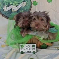 Chocolate Teacup Yorkie, a male Yorkshire Terrier for sale in Rockwall, TX – Photo 1 of 5