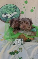 Chocolate Teacup Yorkie, a male Yorkshire Terrier for sale in Rockwall, TX – Photo 1 of 5