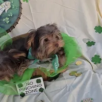 Chocolate Teacup Yorkie, a male Yorkshire Terrier for sale in Rockwall, TX – Photo 4 of 5