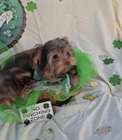 Chocolate Teacup Yorkie, a male Yorkshire Terrier for sale in Rockwall, TX – Photo 5 of 5