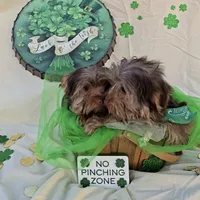 Chocolate Teacup Yorkie, a male Yorkshire Terrier for sale in Rockwall, TX – Photo 2 of 5