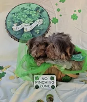 Chocolate Teacup Yorkie, a male Yorkshire Terrier for sale in Rockwall, TX – Photo 4 of 5