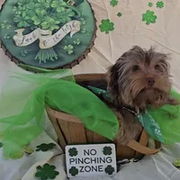 Chocolate Teacup Yorkie, a male Yorkshire Terrier for sale in Rockwall, TX – Photo 3 of 5