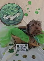 Chocolate Teacup Yorkie, a male Yorkshire Terrier for sale in Rockwall, TX – Photo 2 of 5