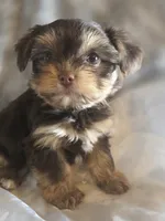 Big Girl, a female Yorkshire Terrier for sale in Rockwall, TX – 5 of 5
