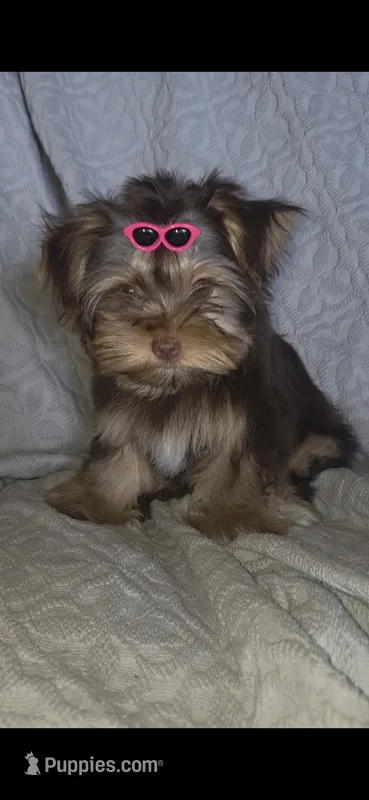 (2) Teacup Chocolate Yorkie – Yorkshire Terrier puppy for sale in Rockwall, TX
