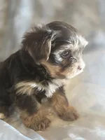 Big Girl, a female Yorkshire Terrier for sale in Rockwall, TX – 4 of 5